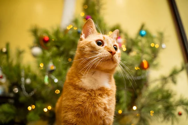 大晦日の夜にクリスマスツリーの下で楽しいかわいい生姜猫 休日とペットの概念 短い赤い猫はクリスマスツリーの下の毛布の上にあります 冬休みに家で遊ぶペット — ストック写真
