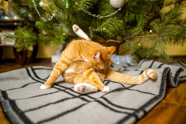 Zázvorová Kočka Pod Vánoční Stromeček Koncept Vánoc Nového Roku Vtipný — Stock fotografie