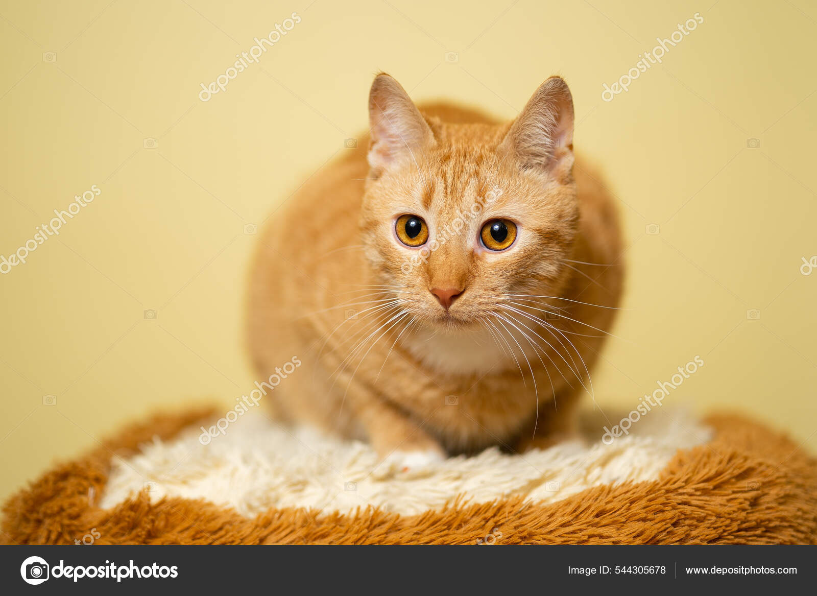 Ginger Cat Tabby Cat With Yellow Eyes Theme Pets Love Protection