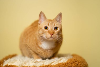 Sarı arka planda sevimli Ginger tekir kedisi. Kırmızı tüylü arkadaş. Evcil sevimli hayvan. Hayvan ve evcil hayvan konsepti. Yetişkin bir kırmızı kedi, sarı bir duvarın arkasında, stüdyoda bir taburede poz veriyor..