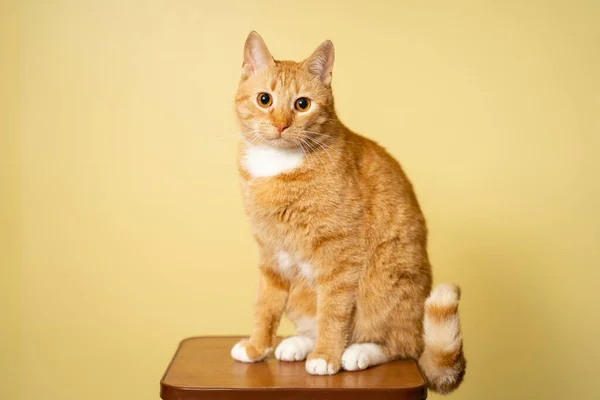 줄무늬가 귀여운 성인붉은 고양이는 스튜디오에서 노란색 배경에 대항하여 의자에 스튜디오 — 스톡 사진