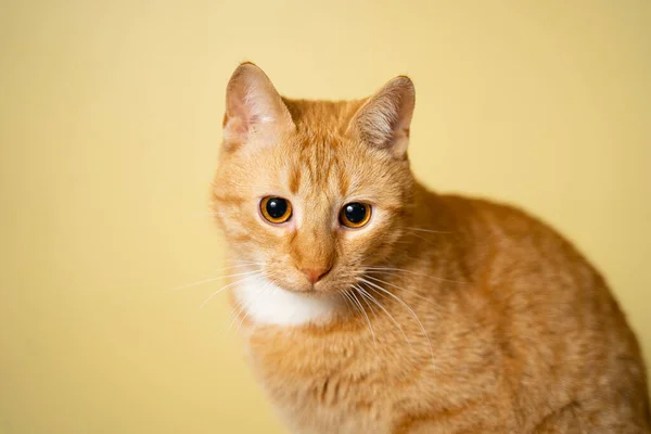 Het Thema Van Huisdieren Liefde Bescherming Van Dieren Ginger Kat — Stockfoto