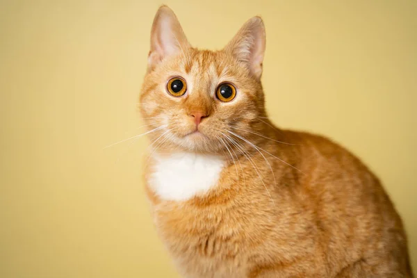 Drăguț Ginger Pisică Tabby Fundal Galben Prieten Pufos Roşu Animal — Fotografie, imagine de stoc