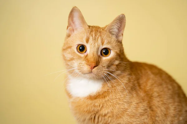 Drăguț Ginger Pisică Tabby Fundal Galben Prieten Pufos Roşu Animal — Fotografie, imagine de stoc