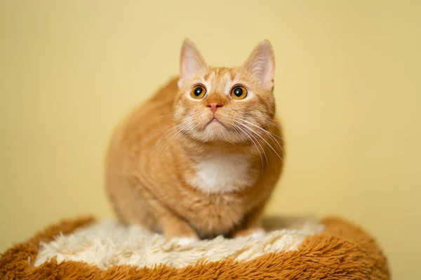 보호등의 주제입니다 스튜디오노란 배경에 고양이 포즈를 취하고 귀여운 주황색 고양이 — 스톡 사진