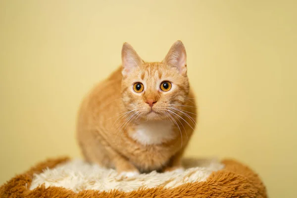 Leuke Ginger Tabby Kat Gele Achtergrond Rode Pluizige Vriend Huiselijk — Stockfoto