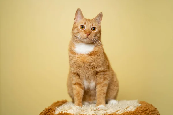Leuke Ginger Tabby Kat Gele Achtergrond Rode Pluizige Vriend Huiselijk — Stockfoto