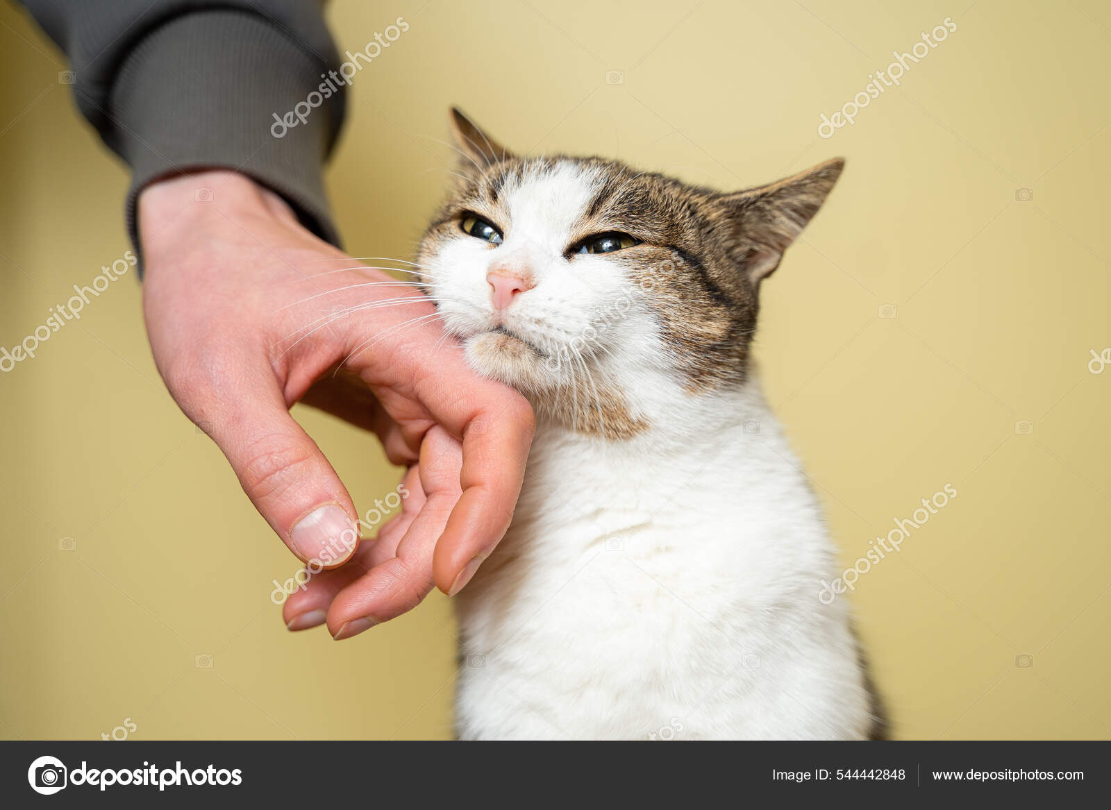노란색 배경의 소에서 가져온 색상의 고양이를 손으로 캐내고 쓰다듬고 남자의 — 스톡 사진 © veloliza #544442848, image size:1600x1167