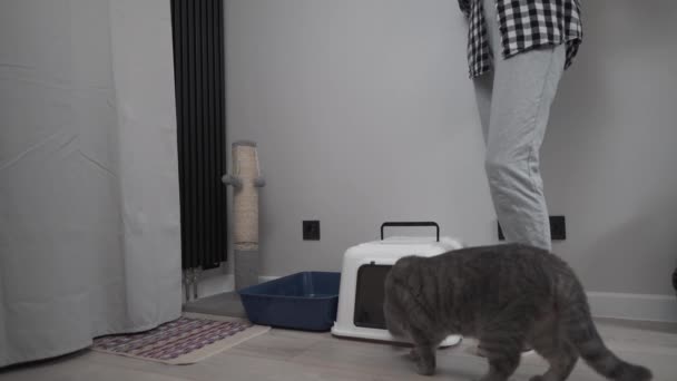 シニア女性は自宅でペットと一緒に新しい猫のごみ箱を組み立てます。猫と遊ぶ高齢女性はペットがトイレに行くためのフード付きのごみ箱を設定します。ペットケア、衛生コンセプト。フード付き猫リターズパン — ストック動画