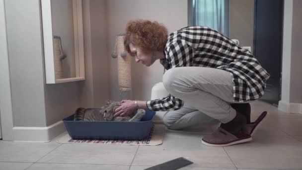Starsza właścicielka zwierząt domowych przygotowuje domowe kocie kuwety ze szkockim kotem Straight w domu. Starsza kobieta i siwy brytyjski kot ustawiający koty zamknięte kuwety. Temat higieny kotów i miejsca na toaletę — Wideo stockowe