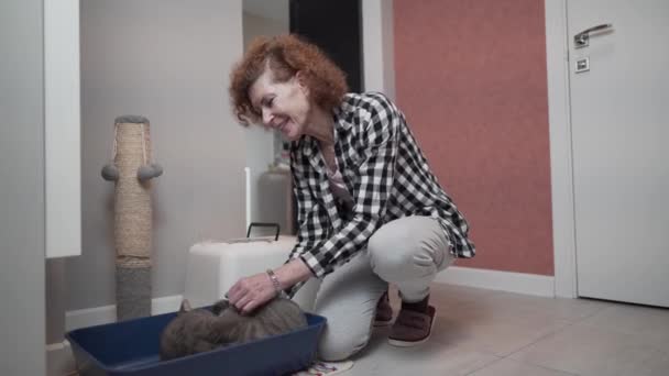 Starší majitel domácího mazlíčka připravuje krytou kočičí skříňku se skotskou heterosexuální kočkou doma. Starší samice a šedá britská kočka zavíraly krabice s odpadky. Téma hygieny koček a místa pro toaletu — Stock video