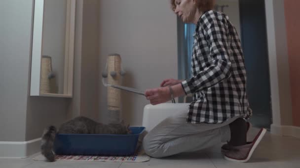 Oudere huisdier eigenaar bereidt indoor kattenbak met Schotse rechte kat thuis. Senior vrouwelijke en grijze Britse katten zetten katten gesloten kattenbakken. Het onderwerp kattenhygiëne en plaats voor toilet — Stockvideo