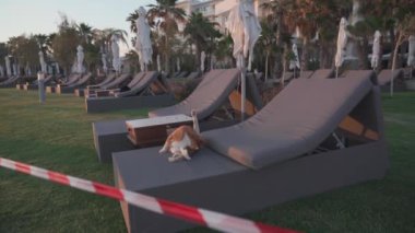 Kediler kapalı bir otelde kapalı bir otelde dinlenirken, papholar şehrinde kapalı bir otelde sinyal yasaklama bandıyla dinlenirler. Uyarı bandı ve evsiz hayvanlarla dolu kapalı bir plaj. Ertelenmiş tatil kavramı