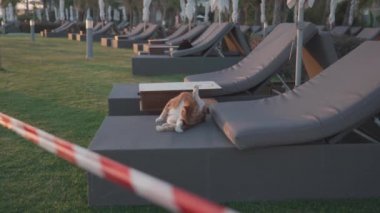 Karantina sırasında çalışmayan bir otelde dinlenen kediler. Dinlenme alanı koronavirüs kısıtlamaları nedeniyle uyarı bandıyla kapatıldı. Sokak kedileri güneşlenmek yerine dinleniyor.