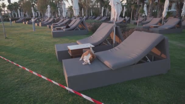 En gatukatt slickar sig på en solstol på ett hotell i karantän under coronaviruspandemin på Cypern, staden Paphos. Försenat semesterkoncept. Varningsband stängd strand — Stockvideo