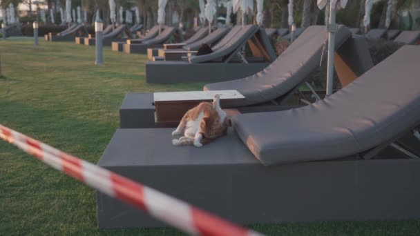 Lounger och vilande katter på icke-fungerande hotell under karantänen. Rekreationsområdet stängs med varningstejp på grund av koronavirusrestriktioner. Gatukatter vilar istället för besökare på solstol — Stockvideo