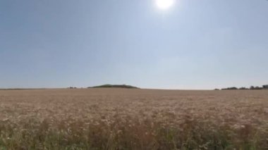 Kuzey Fransa 'nın Britanya bölgesinde altın güneş ışığı altında olgunlaşmış buğday tarlaları. Avrupa 'da tarım. Fransız kırsalında buğday tarlası. Kuzey Avrupa 'da yazın arpa tarlası