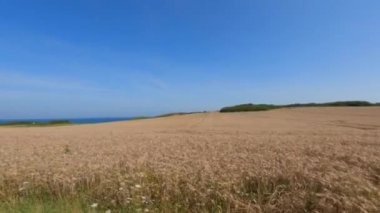 Kuzey Fransa 'nın Britanya bölgesinde altın güneş ışığı altında olgunlaşmış buğday tarlaları. Avrupa 'da tarım. Fransız kırsalında buğday tarlası. Kuzey Avrupa 'da yazın arpa tarlası
