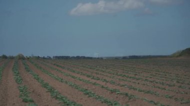 Fransız kırsalındaki Bretagne 'da lahana yetiştirilmiş tarlalar. Brittany, Fransa 'da yeşil lahana tarlası manzarası. Beyaz lahana, lahana tarlası, sebze. Brassica oleracea var. Capata ffalba