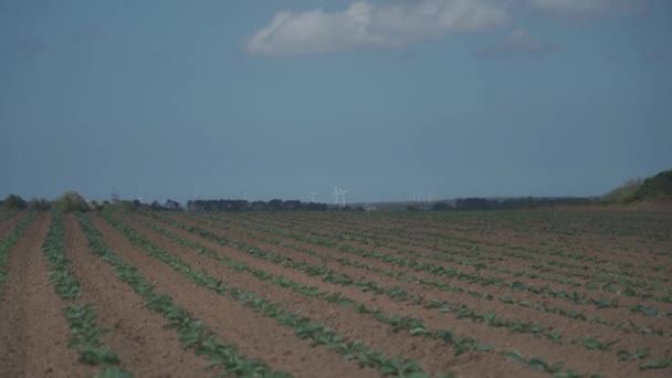 Λάχανο καλλιεργούνται χωράφια στην Βρετάνη στη γαλλική ύπαιθρο. Άποψη ενός λιβαδιού με πράσινα λάχανα στη Βρετάνη της Γαλλίας. Λευκό λάχανο, λάχανο, λαχανικά. Brassica oleracea var. capitata f. alba — Αρχείο Βίντεο