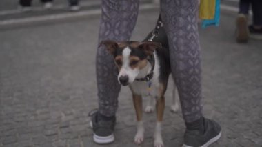 Rusya 'nın Ukrayna ile Münih, Almanya' daki savaşını protesto etmek. Ukrayna bayrağı taşıyan bir köpek ve grevde olan ayaklar..