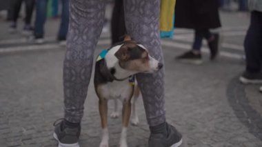 Münih 'te Rusya ile Ukrayna arasındaki savaşa karşı grevde olan metresi olan bir köpek..