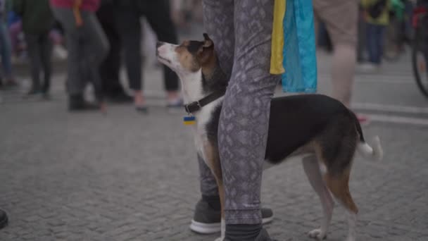 ドイツのウクライナでロシアの侵略に対する抗議でウクライナのシンボルを持つかわいい犬、ミュンヘン市. — ストック動画