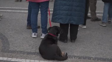 30 Nisan 2022 Almanya, Münih. Ukraynalıların Ukrayna 'daki Rusya savaşına karşı Odeonsplatz' da gösteri. Rusya 'nın Ukrayna' ya işgaline karşı göstericiler