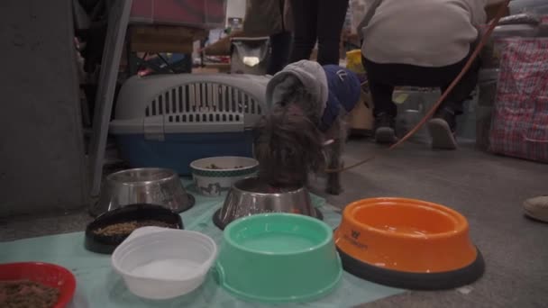 March 15, 2022 Berlin, Germany. Main Station. Berlin volunteers help refugees from Ukraine and their animals. — Stock Video