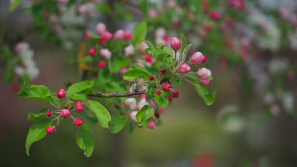 Primer plano de un árbol rojo-blanco floreciendo en abril en Munich, Alemania. — Vídeo de stock