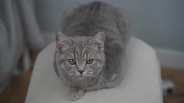 Lindo Gato Gris Joven Con Los Ojos Amarillos Las Rectas — Vídeos de Stock