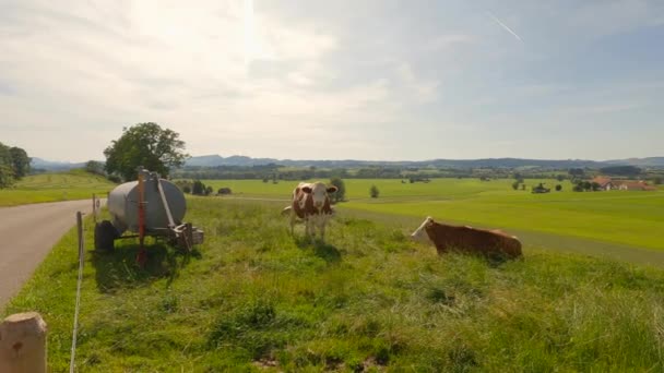 アルプスの農業と牛の繁殖と生の乳製品のテーマ 夏の天気の良い日には ドイツのバイエルン州で茶色と白の牛が放牧されます 好奇心旺盛な牛 ドイツアルプス — ストック動画