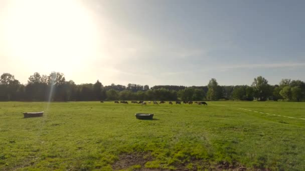 ドイツのバイエルン地方で有機農業 夏に牧草地でかわいい茶色と白の牛の放牧 バイエルン州 ドイツ 牧草地で幸せな牛 アルプスの農業と牛の繁殖と酪農製品 — ストック動画