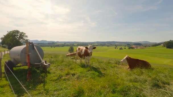 アルパイン地域の山の中で農業や牛の農業や生乳製品 夏にドイツのバイエルン州で夏には天気の良い日に茶色と白の牛の放牧 緑の牧草地で牛の群れ — ストック動画