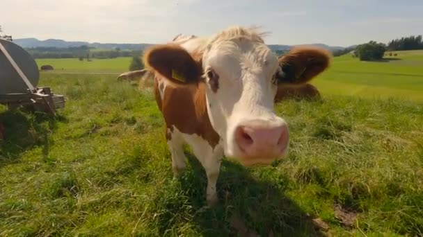 Agricultura Ecologică Regiunea Bayern Din Germania Vaci Drăguțe Maro Albe — Videoclip de stoc