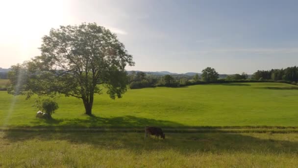 Rolnictwo Ekologiczne Regionie Bayern Germanii Ładne Brązowe Białe Krowy Wypasane — Wideo stockowe