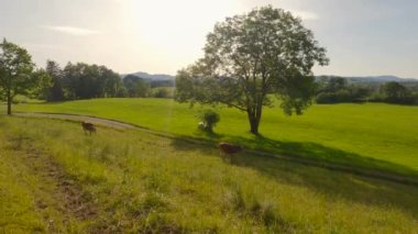 Almanya 'da hayvancılık ve süt ürünlerinin konusu. Bavyera 'da çiftçilik ve sığırlar. Alplerdeki beşiğinde şirin inekler. Meraklı bir inek güneşli yaz havasında kameraya bakar. Dağlarda inekler otluyor.
