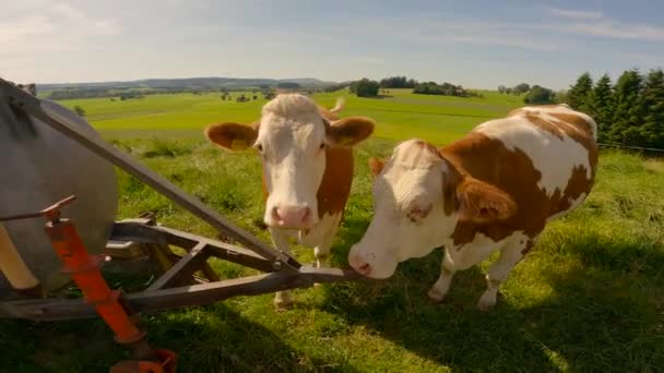 Curious Cows Graze Pasture Bavaria Germany Alps Theme Cattle Breeding — Stock video
