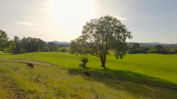 Цікаві Корови Пасуться Пасовищі Баварії Німеччина Альпах Темою Розведення Великої — стокове відео
