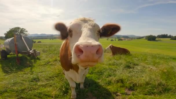 Curious Cows Graze Pasture Bavaria Germany Alps Theme Cattle Breeding — Vídeo de Stock
