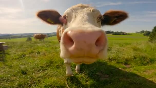 Topic Livestock Dairy Products Germany Farming Cattle Bavaria Cute Cows — Stock video