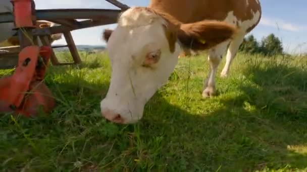 Theme Agriculture Animal Husbandry Farming Dairy Products Bavarian Region Germany — Stockvideo