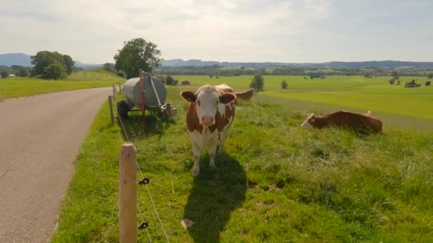 Tématem Zemědělství Chov Zvířat Zemědělství Mléčné Výrobky Bavorském Regionu Německo — Stock video