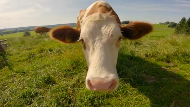 Geht Landwirtschaft Tierhaltung Landwirtschaft Und Milchprodukte Bayern Niedliche Neugierige Kühe — Stockvideo