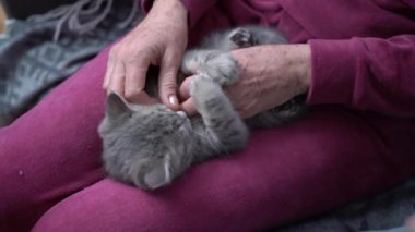 Bir kız, huzurevindeki yaşlı annesini kontrol eder ve bunama tedavisi için bir kedi yavrusu getirir. İki son sınıf öğrencisi evde kanepede İskoç Düz Gözlü kedi yavrusuyla oynuyor. Aile zamanı.. 