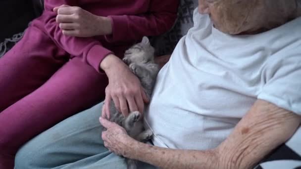 Starsza Kobieta Jej Dojrzała Córka Bawią Się Słodkim Szkockim Kotkiem — Wideo stockowe