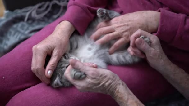 Temps Famille Femme Âgée Fille Âgée Jouent Avec Chaton Écossais — Video