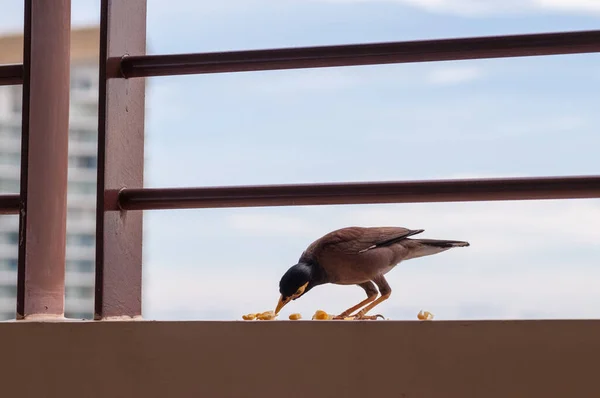 Oiseau Mangeant Maïs Bouilli — Photo