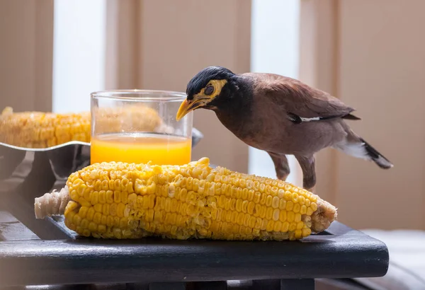 bird eating boiled corn