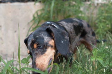 Benekli köpek dachshund ormanda yakın plan.